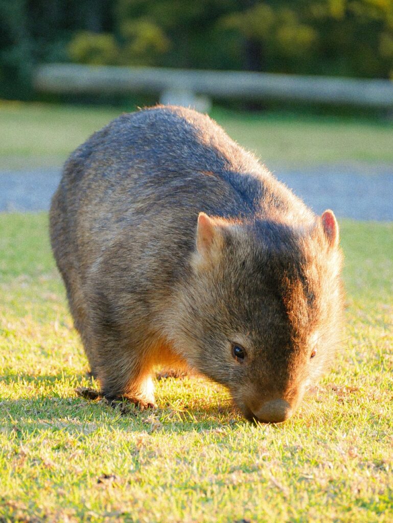 wombat