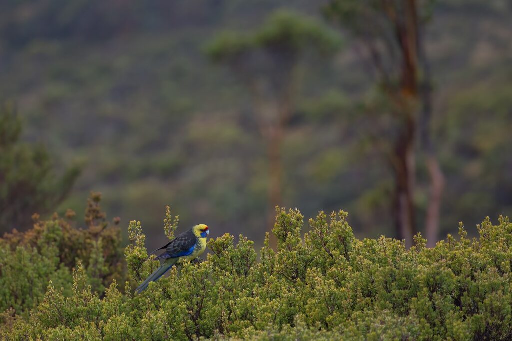 Green Rosella