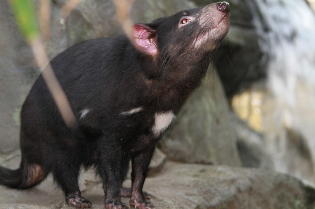 Tasmania Devil