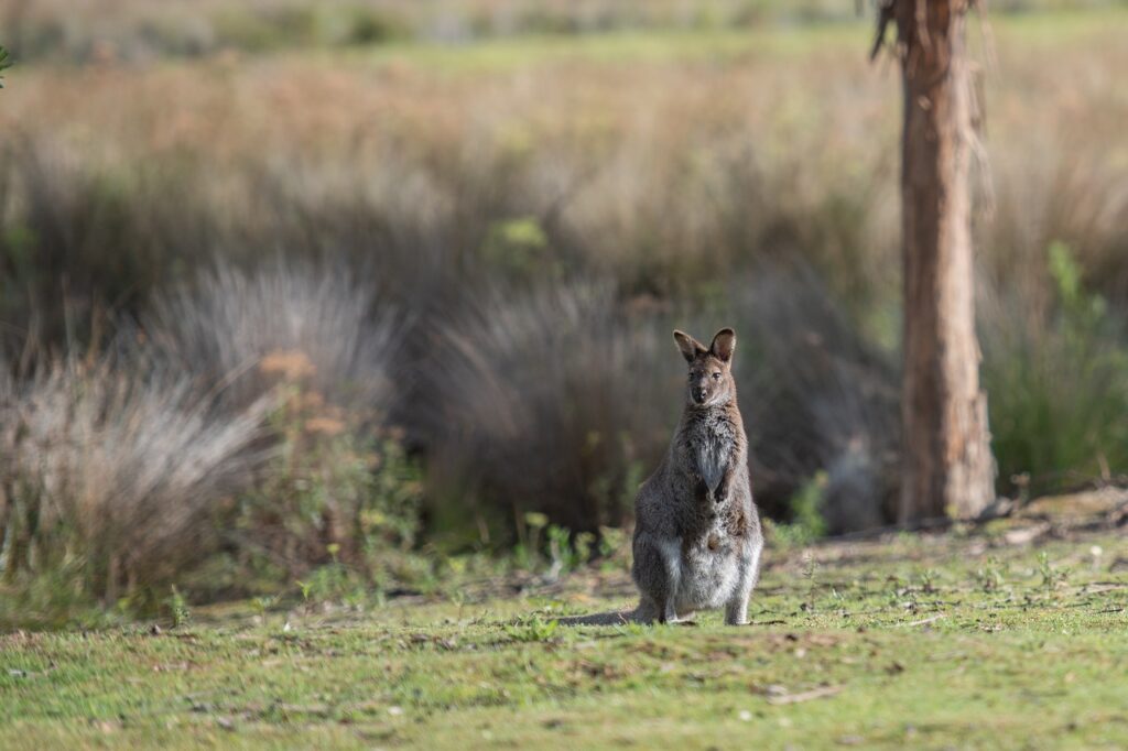 wallaby